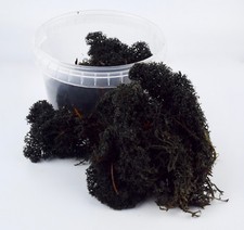 WWG - Lichen Apocalyptique –