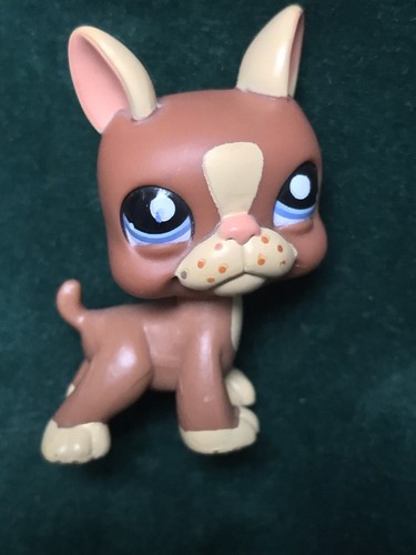 Petshop chien boston - 🌺petshop,