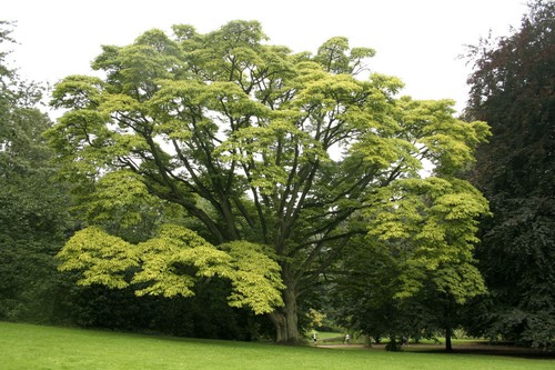 Graines arbre liege l - arbre,