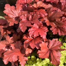 Heuchera Forever Red Live Starter Plant - 3-6" Tall Live Plant - Coral Bells Red