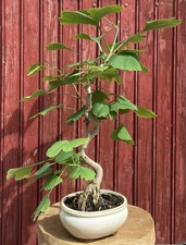 BONSAÏ GINKGO BILOBA 10 ANS