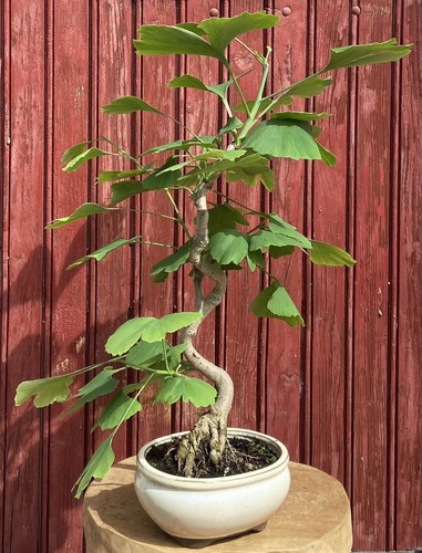 Bonsaï ginkgo biloba - bonsaÏ,