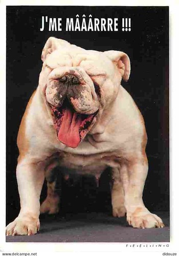 Carte postale animaux - -,