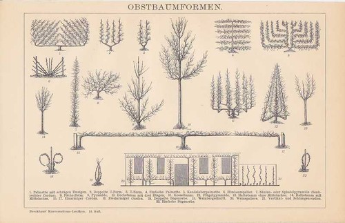 Formes taille arbre - de,