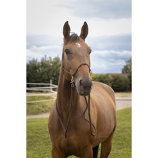 Licol éthologique NORTON avec