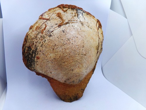 Magnifique bivalve sur gangue