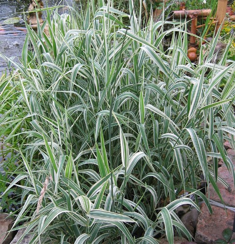Phalaris roseau plante - phalaris, bassin