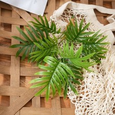 Areca Palmier Plante