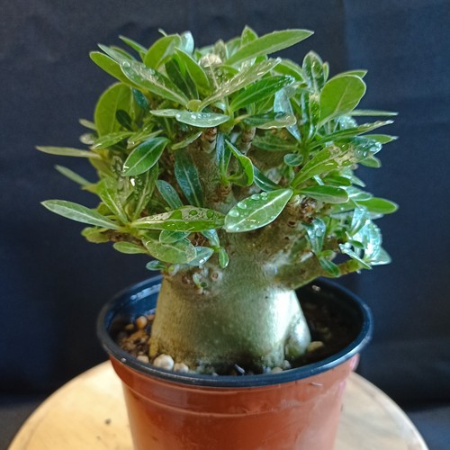 Adenium arabicum hulk - arabicum, 'hulk'