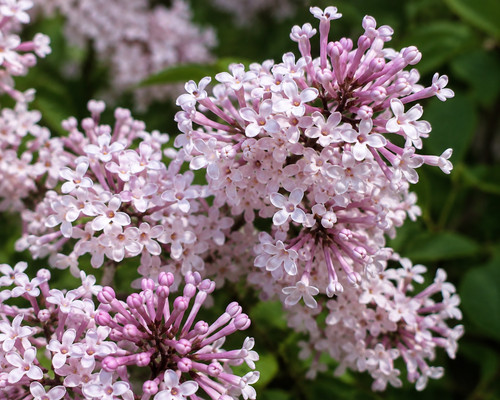 Syringa oblata graines - syringa, oblata,