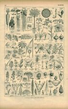 Ancient document the plants from the 1949 book 