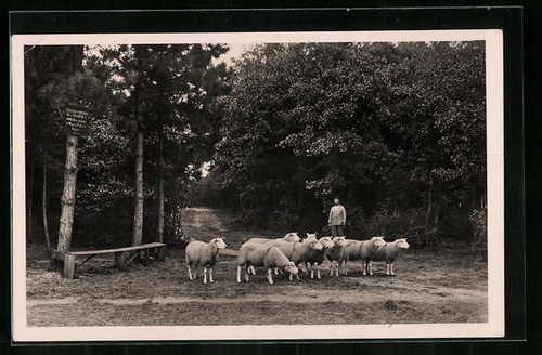 Texel moutons dans - moutons,