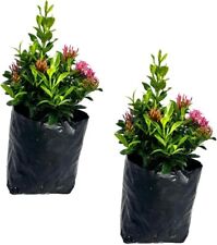 Ixora Dwarf Pink (2pack) by LEAL PLANTS ECUADOR | Evergreen Live Indoor Plant