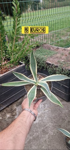 Agave panaché pot - agave,