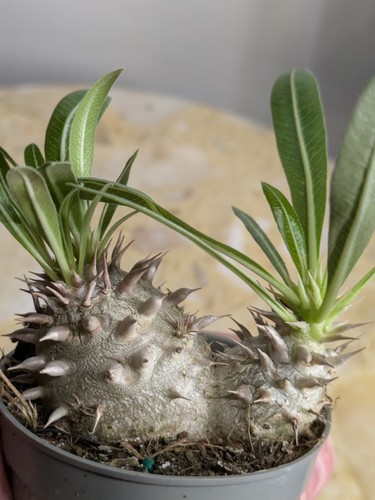 Pachypodium brevicaule caudex - pachypodium,