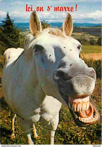 Postcard animals horses - animals,