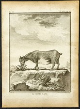 1764 - Chèvre naine - Gravure ancienne - Buffon zoologie naturaliste