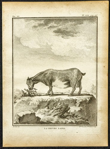 1764 chèvre naine gravure - 1764,