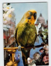 Postcard La Perruche Les Oiseaux De Jean Tourane