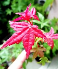 Erable du Japon - Acer