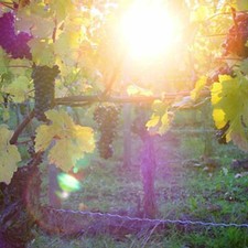 Offre hôtel 3* Dettelbach Bavière | 4T randonnée et vélo | vignobles | 2 personnes