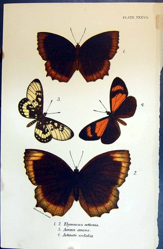 Old elymnias cottonis - elymnias, acraea