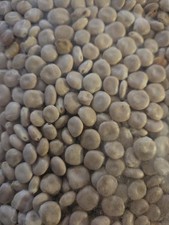 5Kg de graine  de lupin 