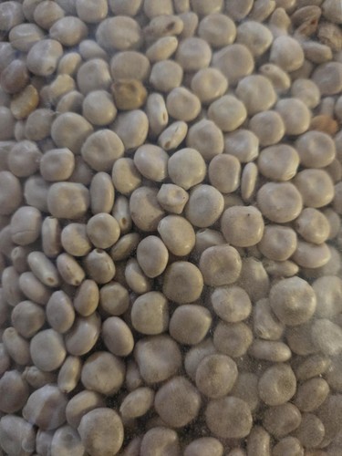 5kg graine lupin - graine, de