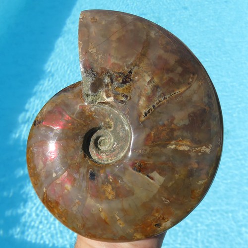 Minerali enorme ammonite - minerali,