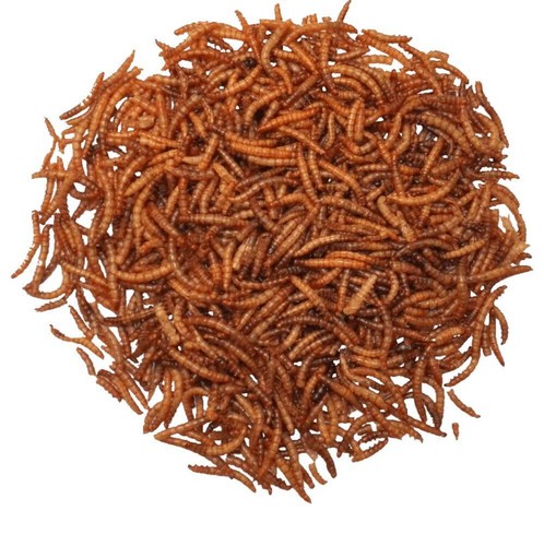 Agrarshop Vers de farine 10 kg