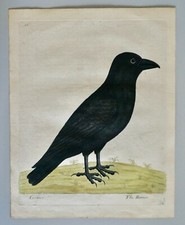 ELEAZAR ALBIN(1680-1742)-GRAVURE ORIG.XVIIIE-THE RAVEN--HIST.NAT DES OISEAUX