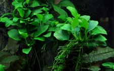 Anubia Nana "Petite" Aquarium Plant w Root System ( 2-3" height) bare root