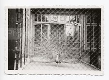 Le Paon du zoo d'Anvers - Photo amateur Snapshot 1935 + 3 autres