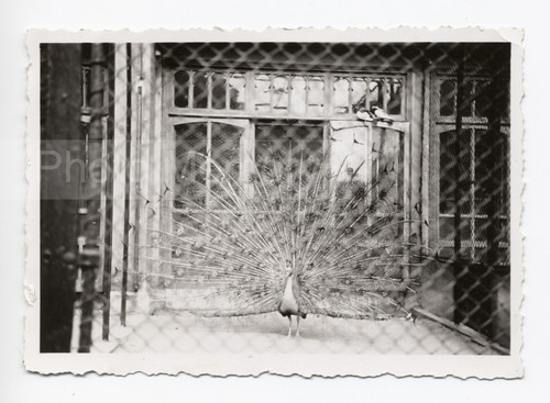 Paon zoo anvers - du,