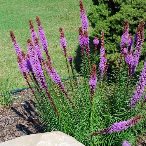 Liatris spicata kobold - 'kobold',