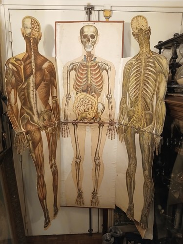 Planche gravure science corps - planche/gravure,