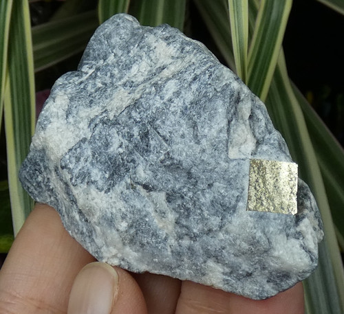 Cristaux pyrite doré sur talc - pyrite,