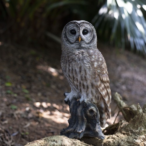 Soreal brown barred owl - barred, on