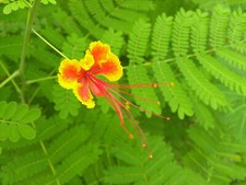 CAESALPINIA PULCHERRIMA -