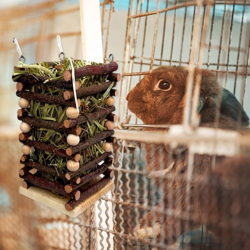 Cadre herbe lapin - cadre, d'herbe