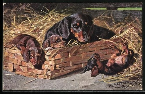 Teckel avec trois chiots un - avec, chiots,