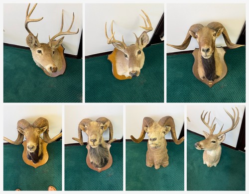 Taxidermy trophy shoulder - 7,