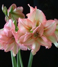 ZOMBIE Large Amaryllis 23-24 centimeters - US Seller