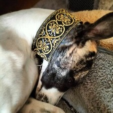 Collier lévrier galgo,greyhound,saluki,whippet, barzoi, azawakh, Irish, podenco