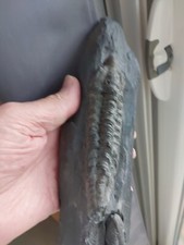 804g. Grand Neseuretus