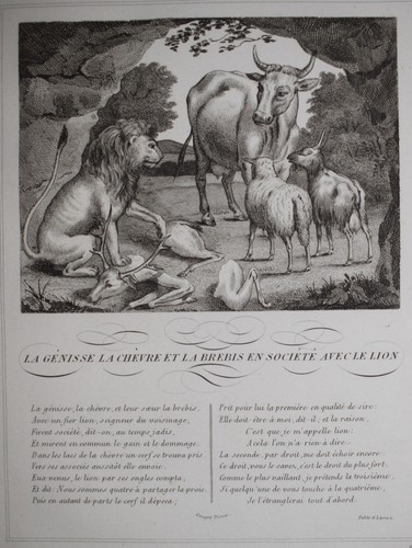 Genisse chevre brebis - chevre, societe