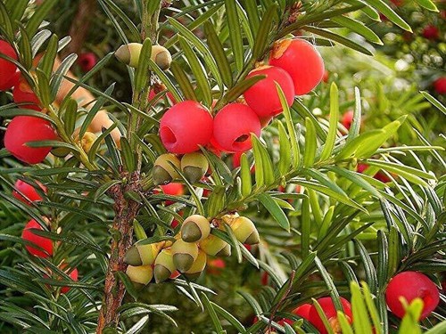 Graines taxus baccata - taxus, +