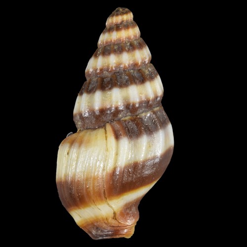 Anentome helena - anentome,