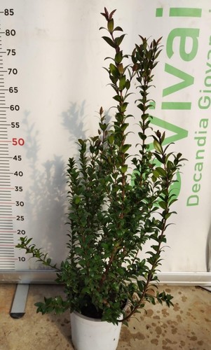 Plantes myrte v18 h - myrte,