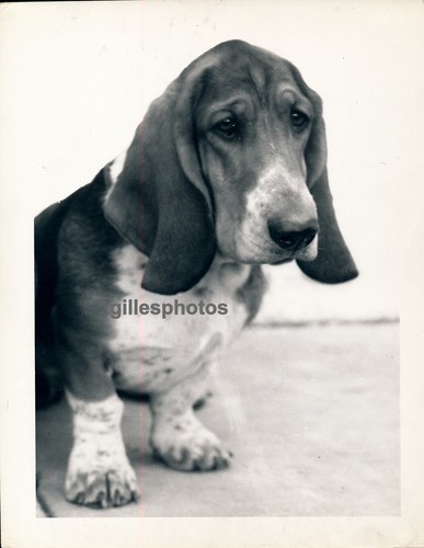 Basset hound photo - -, c.